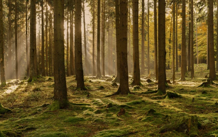 bosque