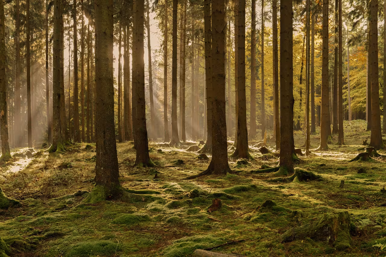 bosque